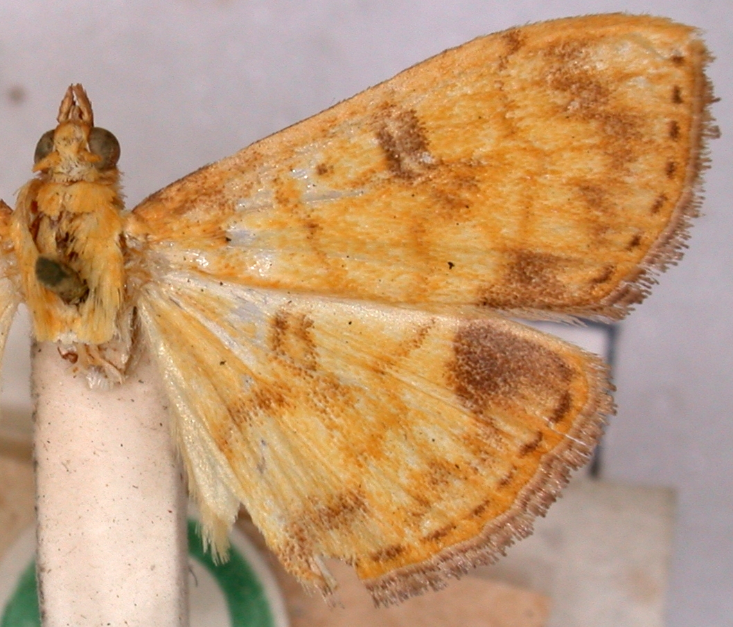 Botyodes ochracealis Walker